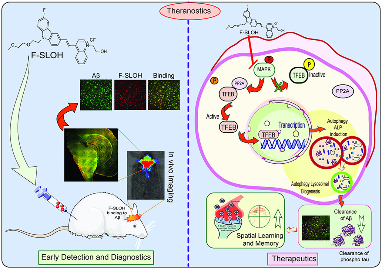 Graphical abstract