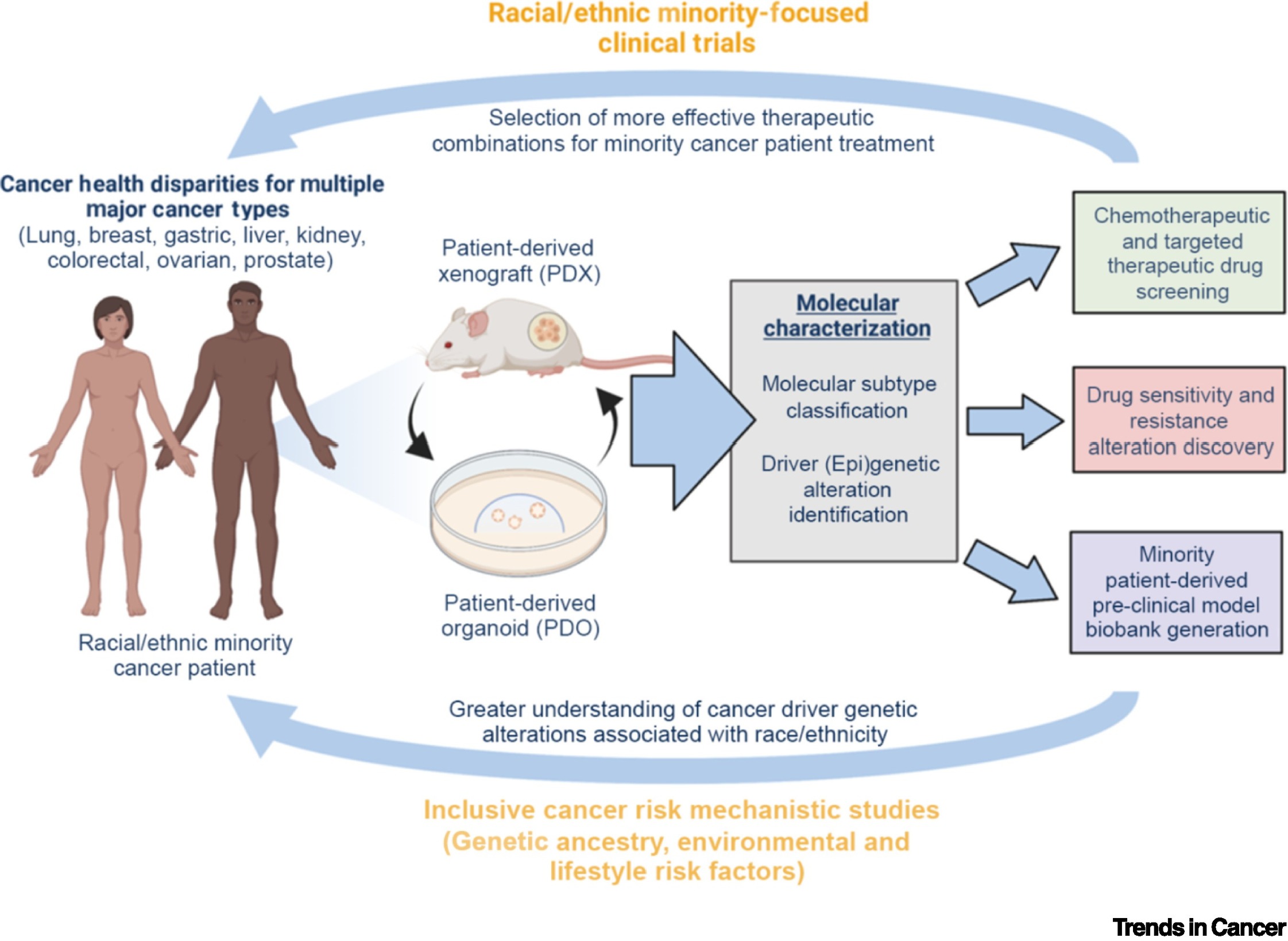 Cancer patient-derived mouse xenograft (PDX) and organoid (PDO) preclinical model generation and application to address genetic ancestry-associated cancer risk.