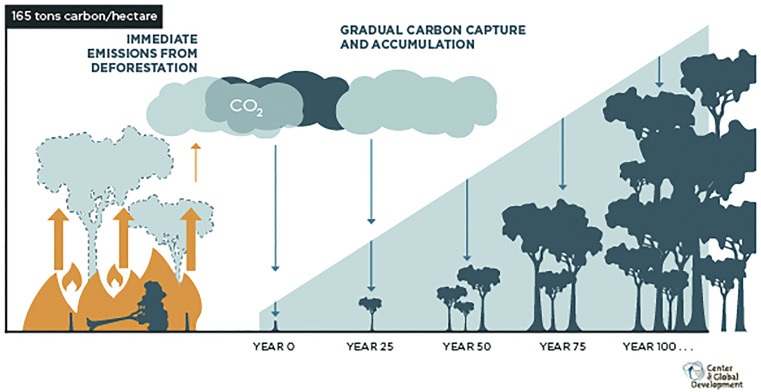 The Carbon Released Immediately from Deforestation Can Take a Century to Be Re-established through Forest Regrowth. Source: Seymour and Busch