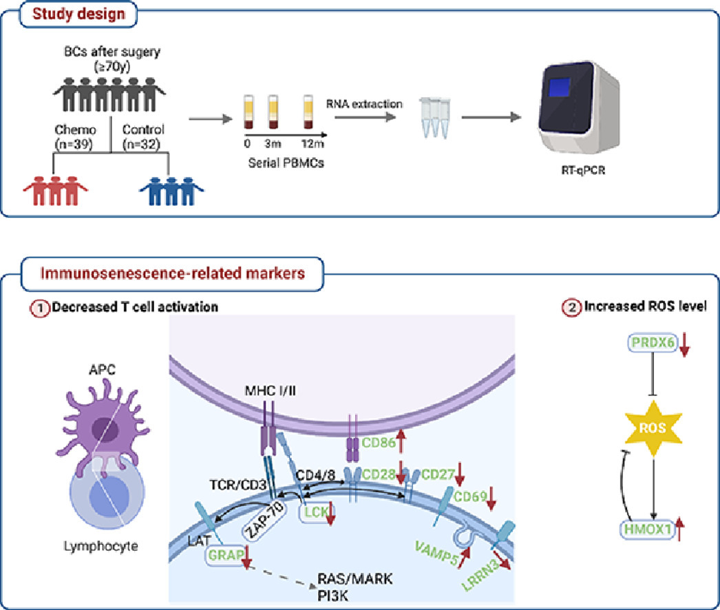 Graphical abstract
