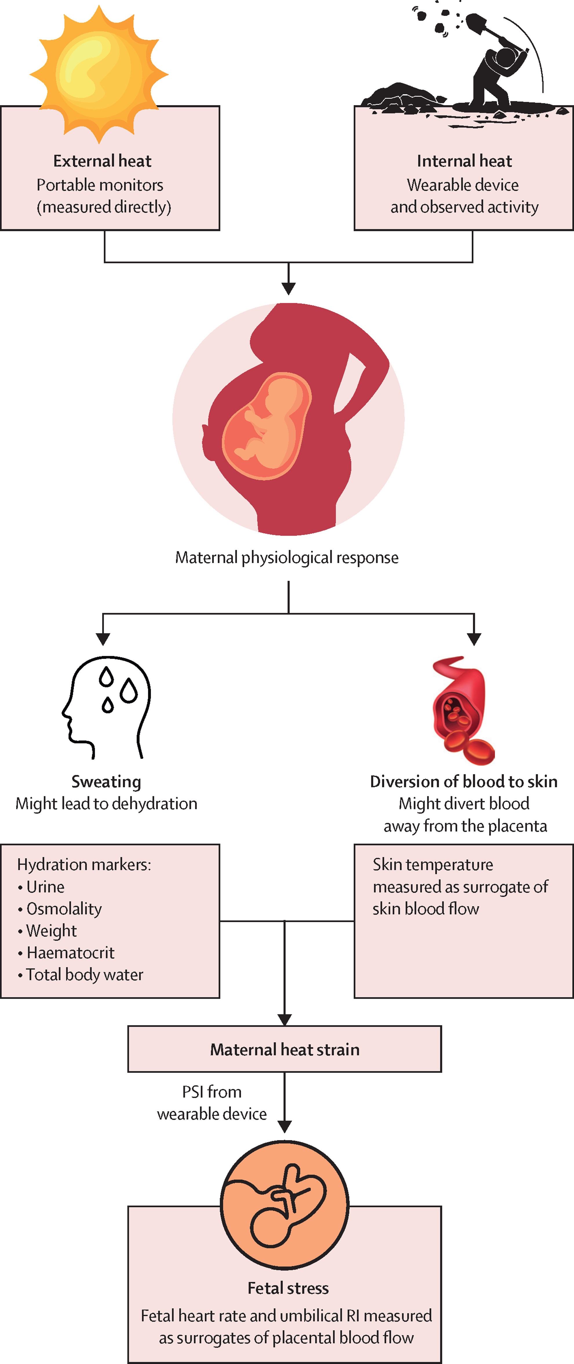 Figure 1. Maternal physiological responses to thermal heat stress