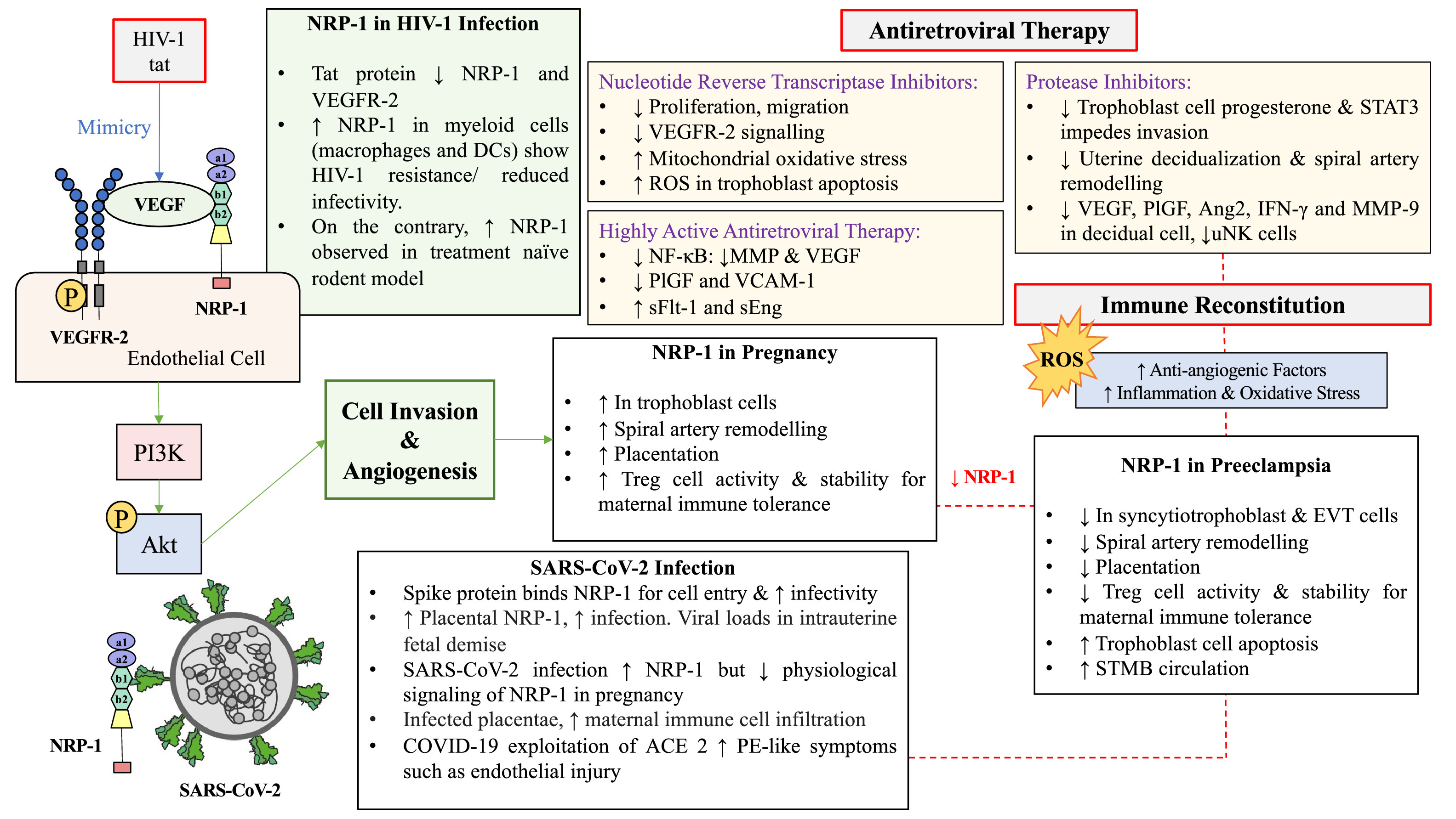 Neuropilin-1 in PE, HIV-1 and SARS-CoV-2 infection.