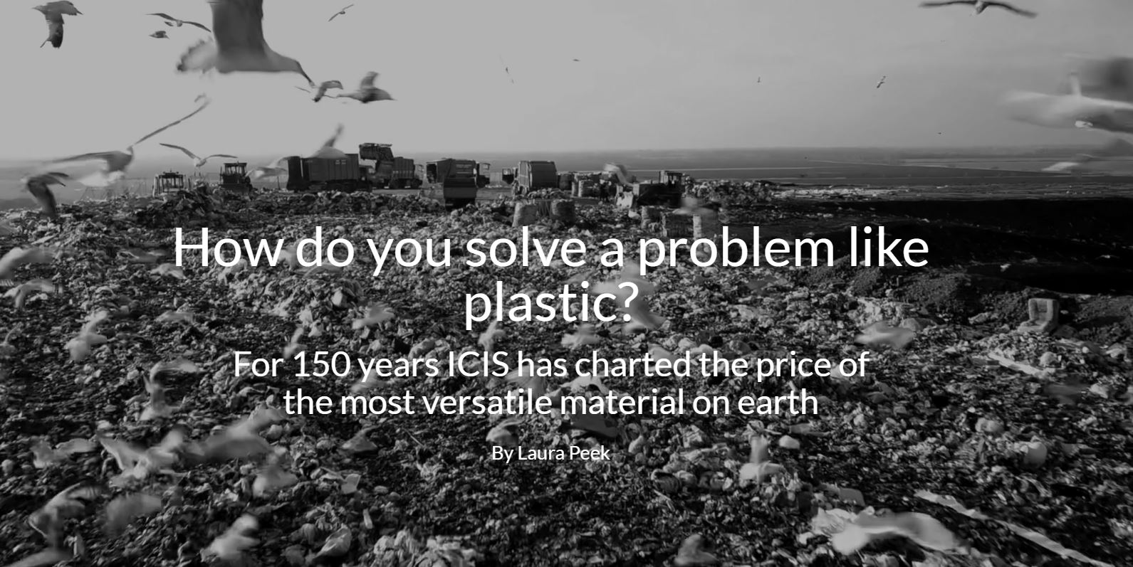Garbage patch with seagulls above