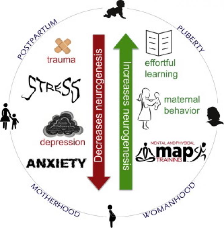 This is an extrapolated depiction of how various stimuli affect human neurogenesis in the hippocampus.