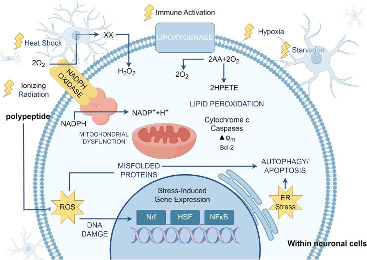 Fig. 2. Polypeptide inhibits neuronal damage through oxidative stress. Oxidative stress is caused by superoxide anion (O2−), hydrogen peroxide (H2O2) and hydroxyl radical (-OH). These ROS are highly active and can attack biological macromolecules such as