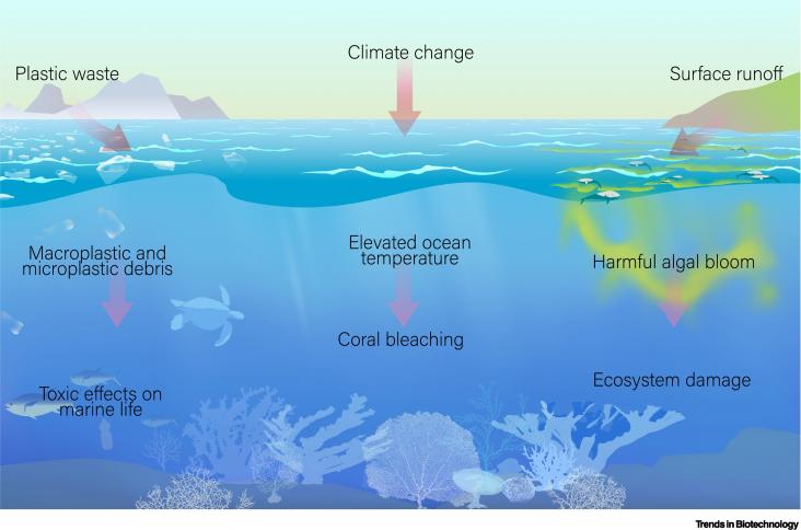 Three key ocean health challenges.