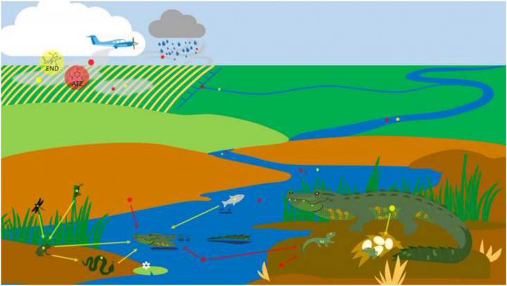 Effects of agricultural pesticides on non-target wildlife species. The massive use of agricultural pesticides constitutes a substantial source of environmental contamination.