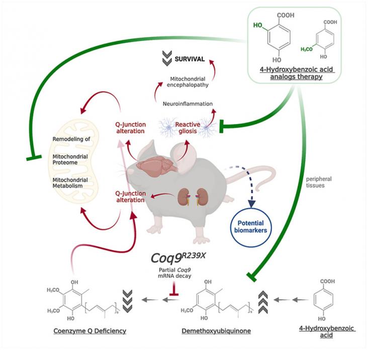 Graphical abstract Graphical abstract