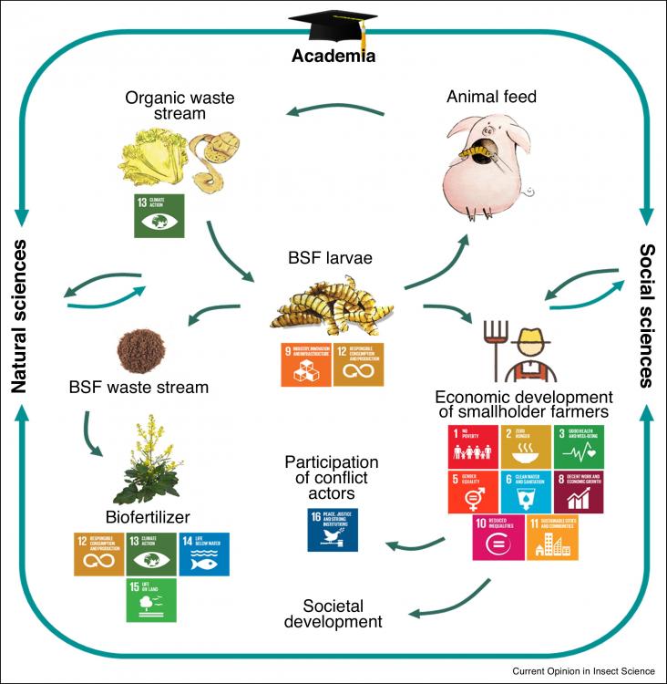 Developing a circular agriculture based on the production of black soldier flies (BSF) as feed and using the BSF waste stream as biofertilizer can support poverty alleviation, food security, economic integration, sustainable communities in rural areas