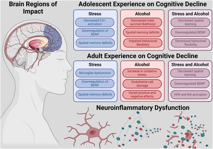 Fig. 1. Major themes and regions impacted by stress and alcohol throughout the lifespan.