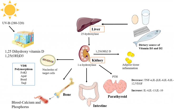 Vitamin D activation and metabolism.