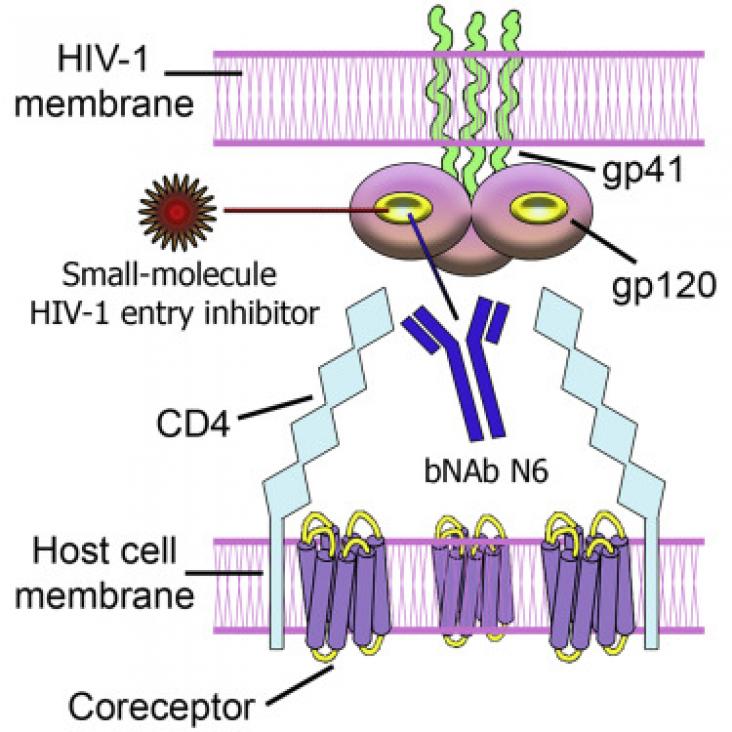 Graphical abstract Graphical abstract
