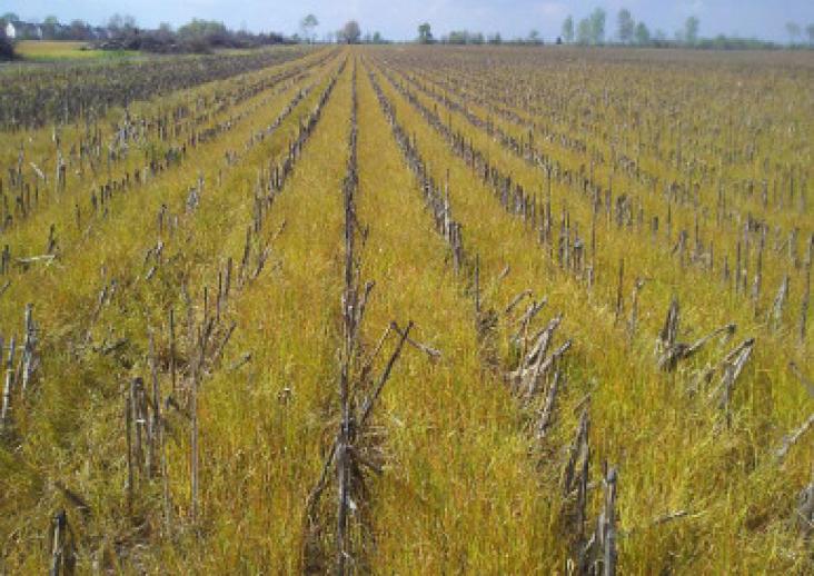 An example of agricultural field under combined cover crop and no-till practices in Indiana in the United States. Cover crop is annual rye standing in the previous crop corn residue, and cover crop is terminated using glyphosate.