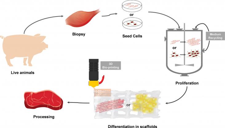 Main production process of cultured meat.