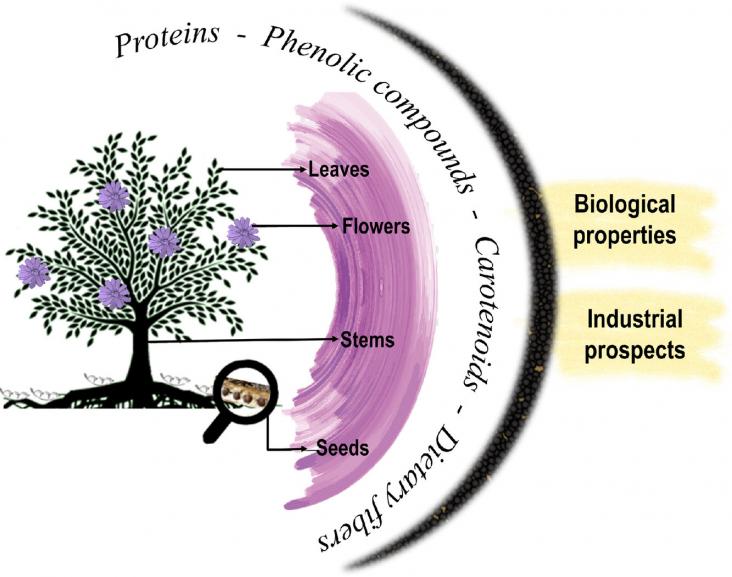 Graphical abstract of article Graphical abstract of article
