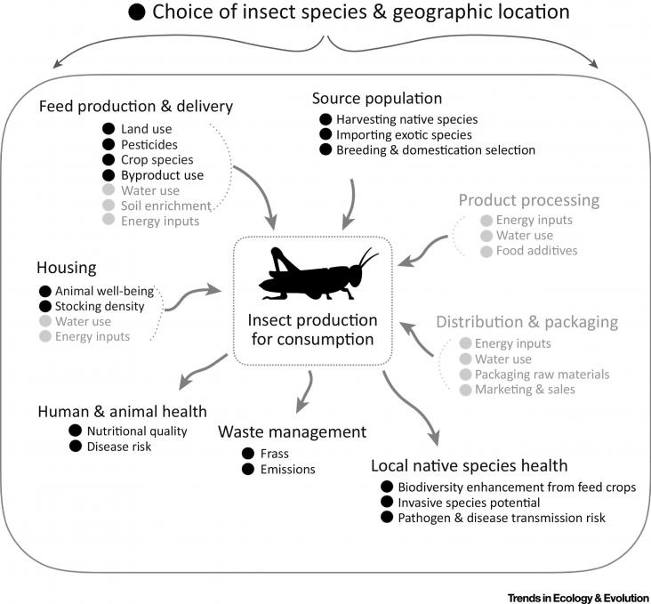 Main Input and Output Factors Influencing the Sustainability and Environmental Impact of an Insects-for-Food Production System. Many of the individual components are multifaceted and complex (e.g., land use for feed production includes homogenisation, lan