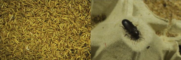 Tenebrio molitor in the form of mealworm (left) and beetle (right). Photos by author. Tenebrio molitor in the form of mealworm (left) and beetle (right). Photos by author.