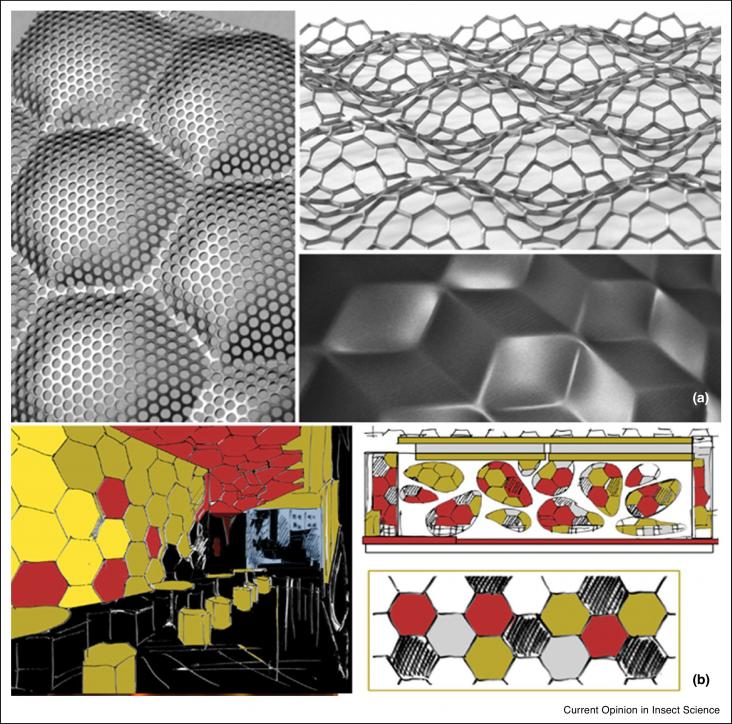(a) Technical honeycomb structures for use in architecture. Dr. Mirtsch GmbH, Courtesy of Frank Mirtsch (www.woelbstruktur.de). (b) The Hive, insect-inspired interior architecture by Kyle Minnock, Leeds, United Kingdom