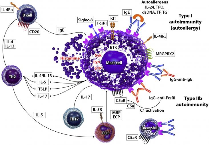 Pathogenesis and endotypes of CSU and possible targets for therapy Mast cells are activated by IgE autoantibodies to autoallergens (type I autoallergy) or IgG-anti-IgE/IgG-anti-FcεRI autoantibodies (type IIb autoimmunity).