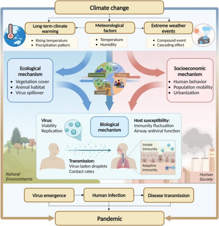 Mechanistic pathways through which climate change influences viral respiratory infections (VRIs)