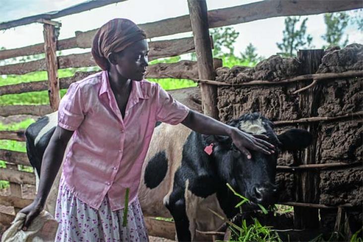 One of the women who has benefited from the project is 30-year-old Ruth Machuma Ndunde, pictured here with her cow Ruth Machuma Ndunde with her cow