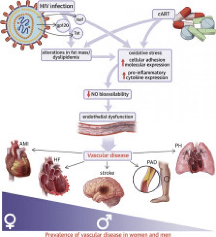 Prevalence of vascular diseases in men and women with HIV