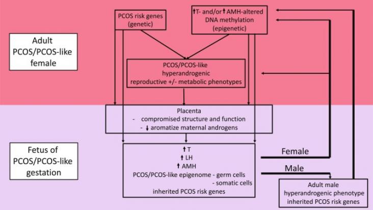 Revised developmental origins for PCOS hypothesis