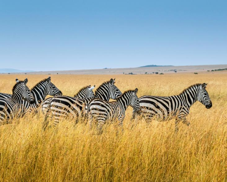 Image of herd of zebras on grass plains 