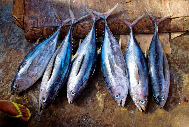World Tuna Day