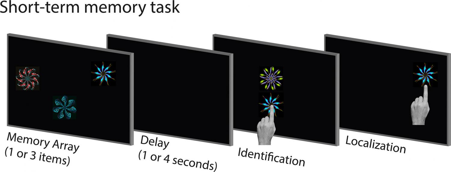 Short-term memory task. Schematic of the short-term memory task.