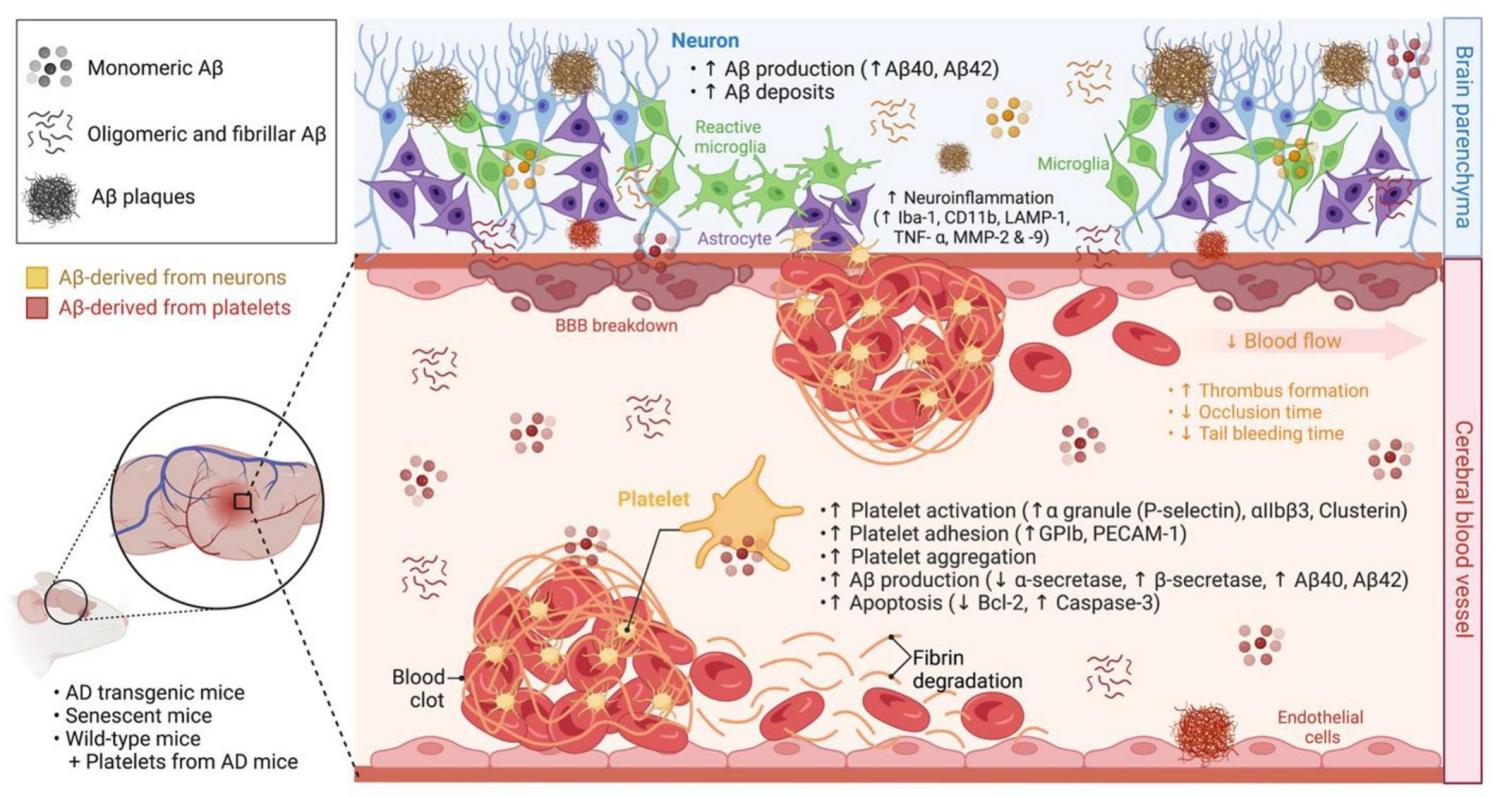 Fig. 3. Platelet dysfunction and AD pathogenesis in mice models. Studies on Alzheimer's disease (AD) transgenic mice have demonstrated that platelet activation, adhesion, and aggregation can occur in the early stages of AD, even before Aβ plaque formation