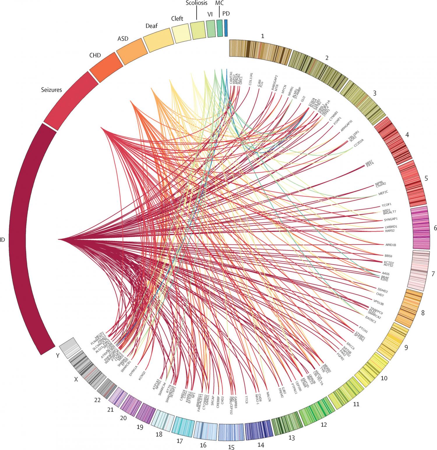 Genetic diagnoses associated with broad phenotype categories Circos-style plot representing the genetic heterogeneity within developmental disorders
