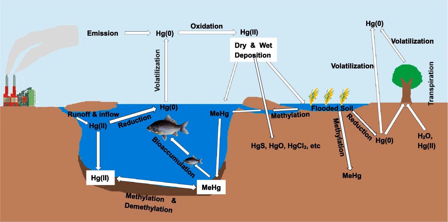 Inter-phase transfer and transport of mercury in soil, water and air. Acronyms: Hg(0), elemental mercury; Hg(II), divalent mercury; MeHg, methylmercury.
