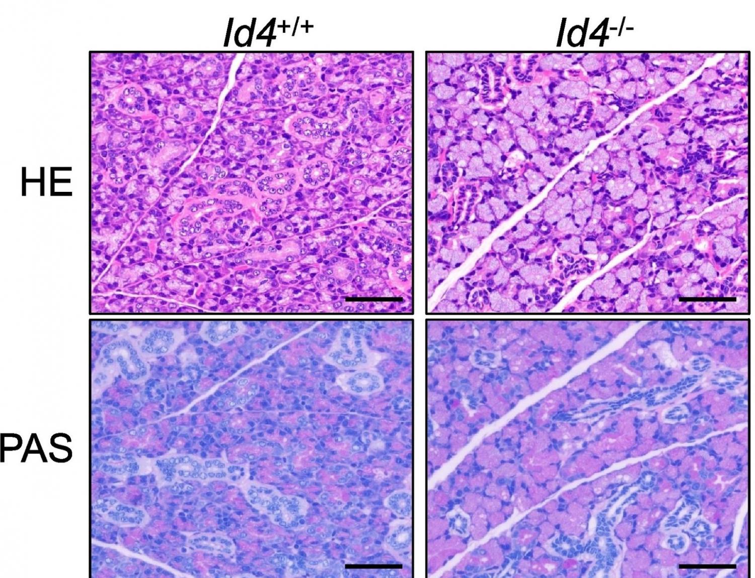 Id4 deficiency induces morphological and functional abnormalities in mouse SMG Hematoxylin and eosin (HE), PAS, and immunohistochemical staining for AQP5, CK14, α-SMA, CK19, and PCNA in the SMG of Id4+/+ (n = 3–5) and Id4−/− mice (n = 3–6) at P21.