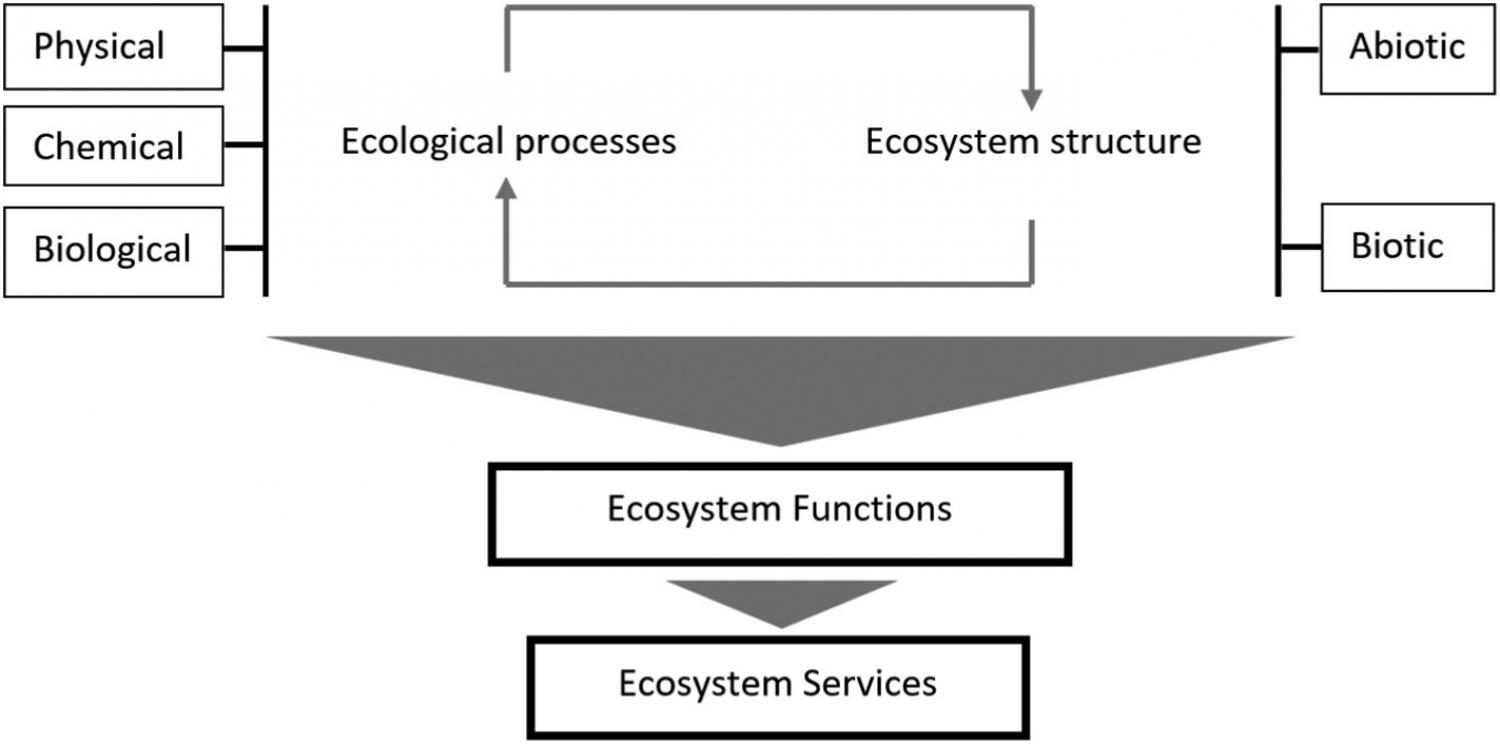 Schematic description of ecosystem components, functions and services.
