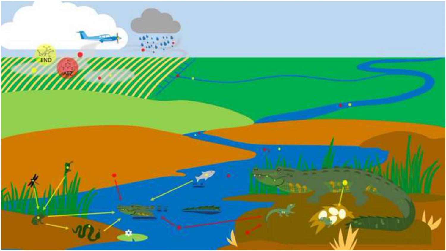 Effects of agricultural pesticides on non-target wildlife species. The massive use of agricultural pesticides constitutes a substantial source of environmental contamination.