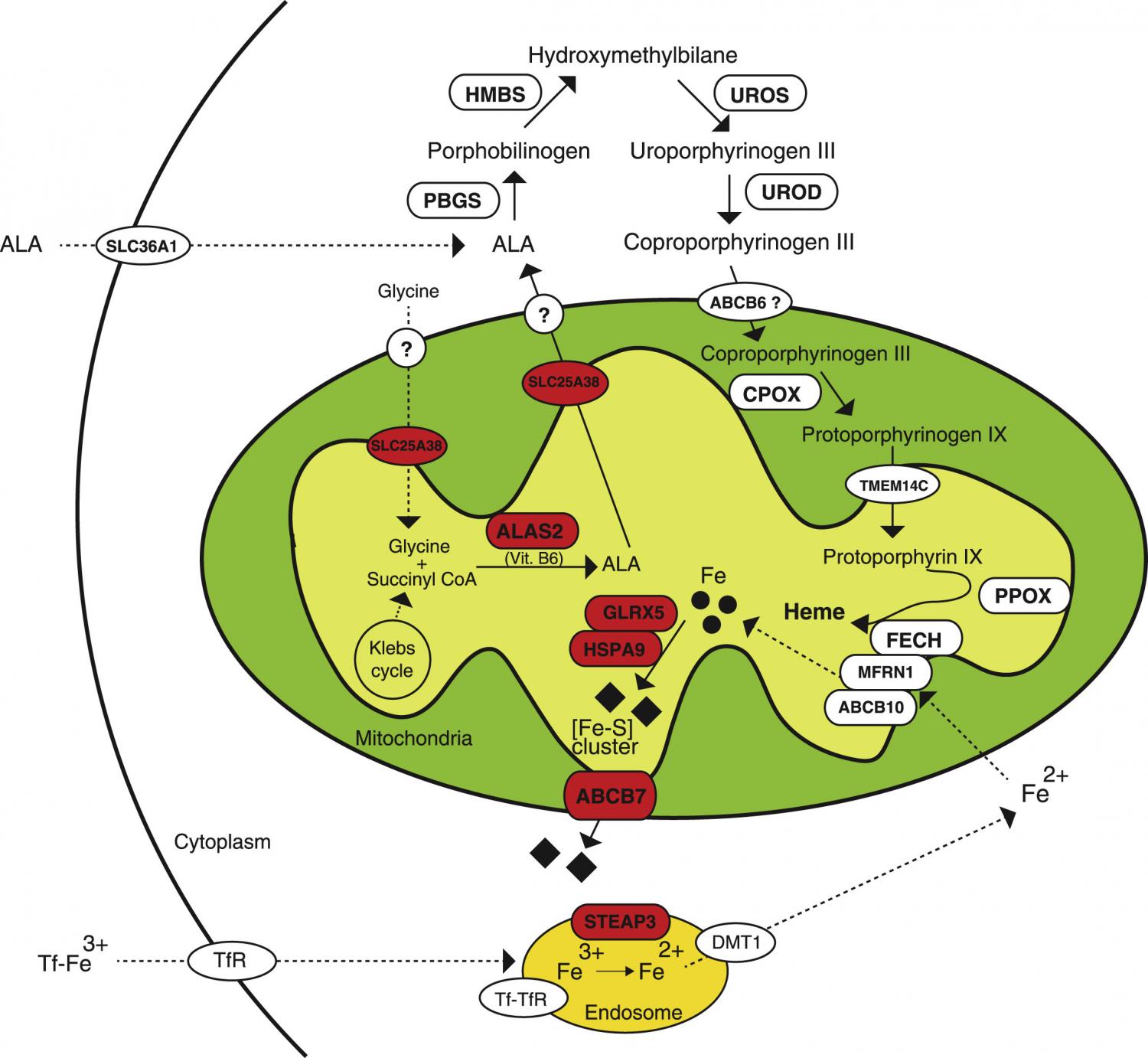 The heme biosynthetic pathway in erythroid cells. The heme biosynthetic pathway in erythroid cells.