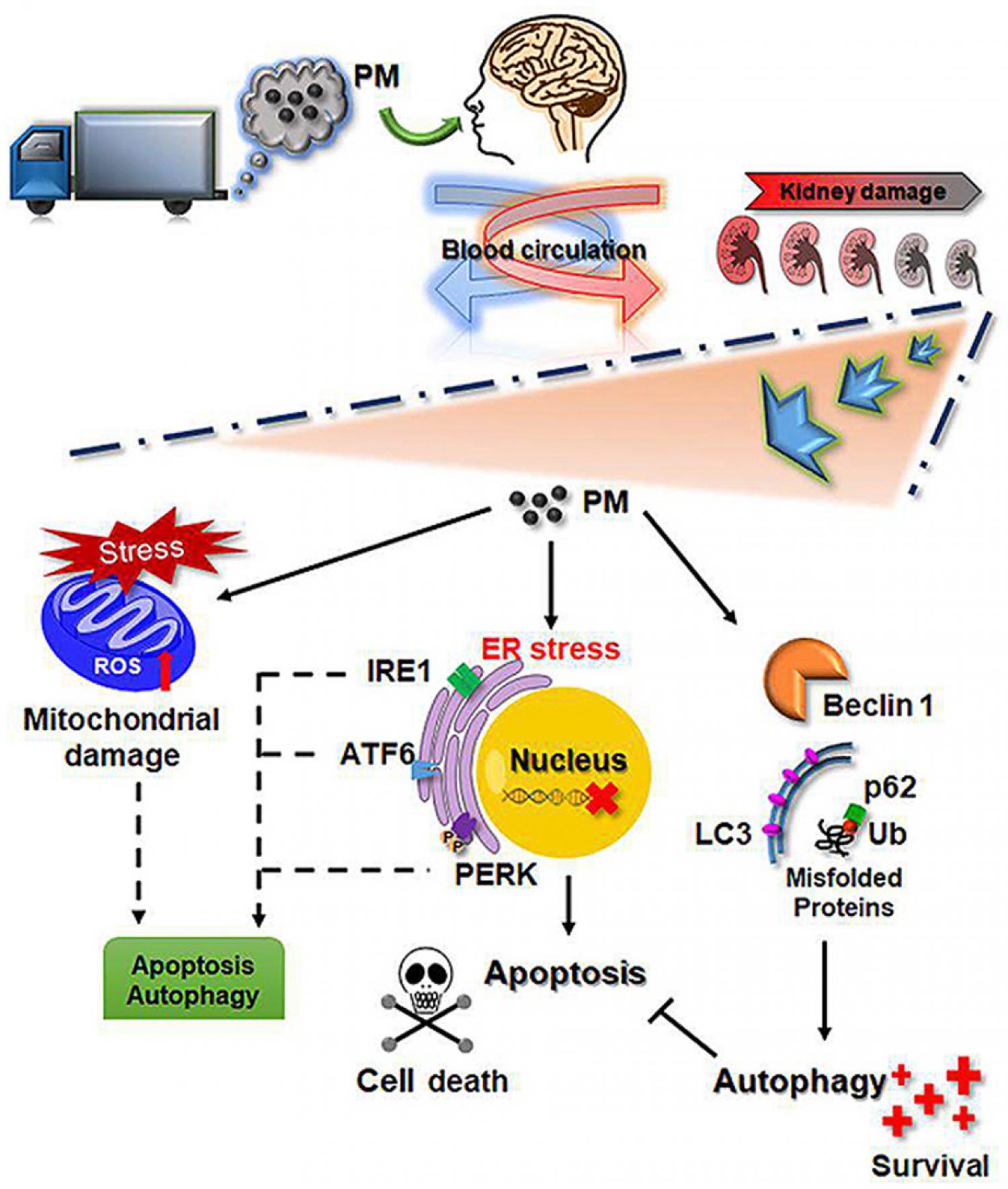 Graphical abstract of article Graphical abstract of article