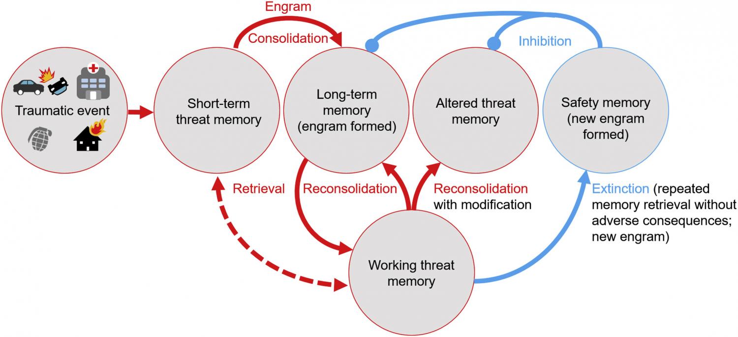 chematic Illustration of the Main Stages of Memory Encoding Following a Traumatic Event Consisting of Consolidation, Reconsolidation, and Extinction