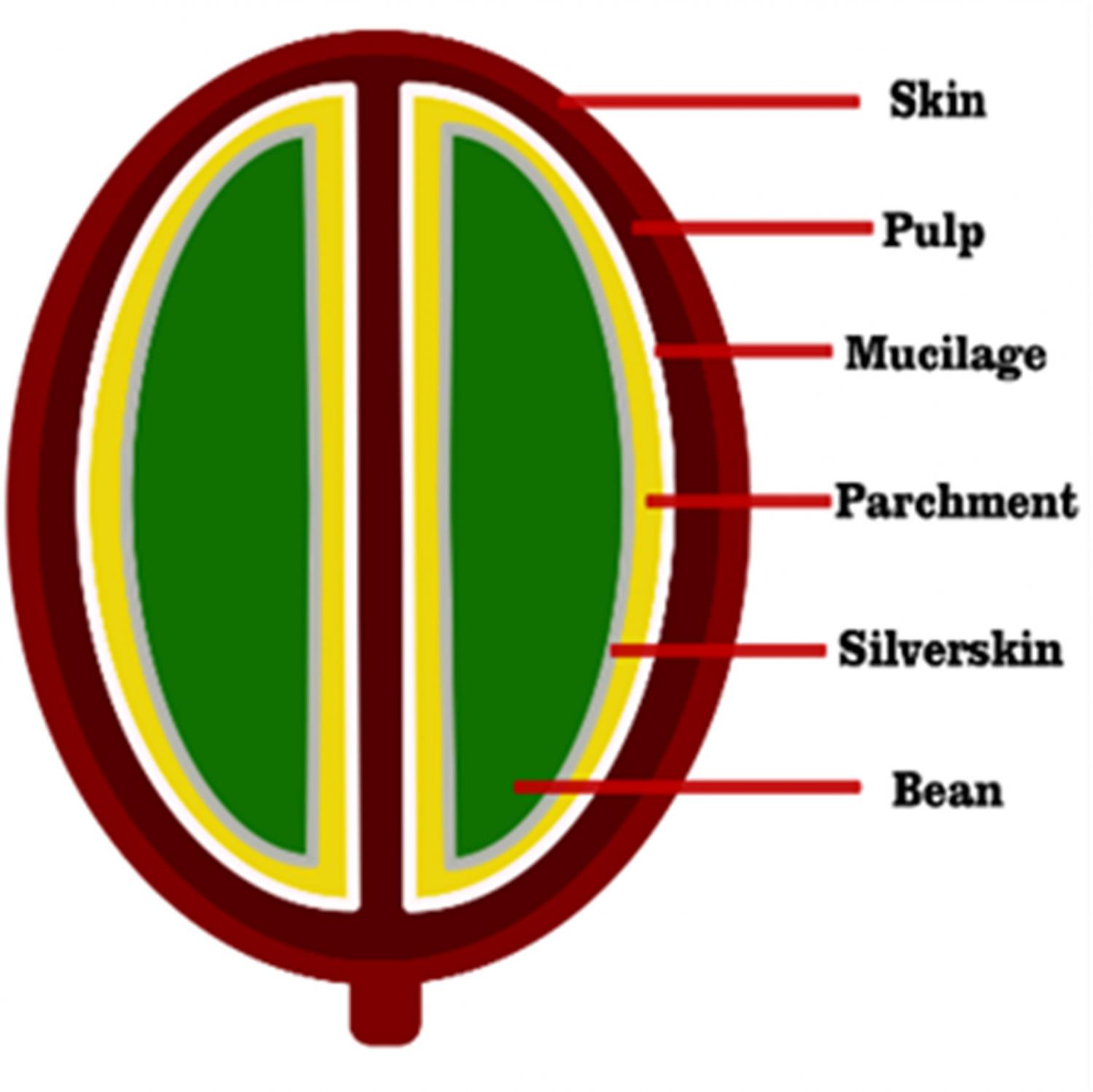 Schematic structure of the coffee bean indicating the different structures, based on dry matter. Figure was created by authors.