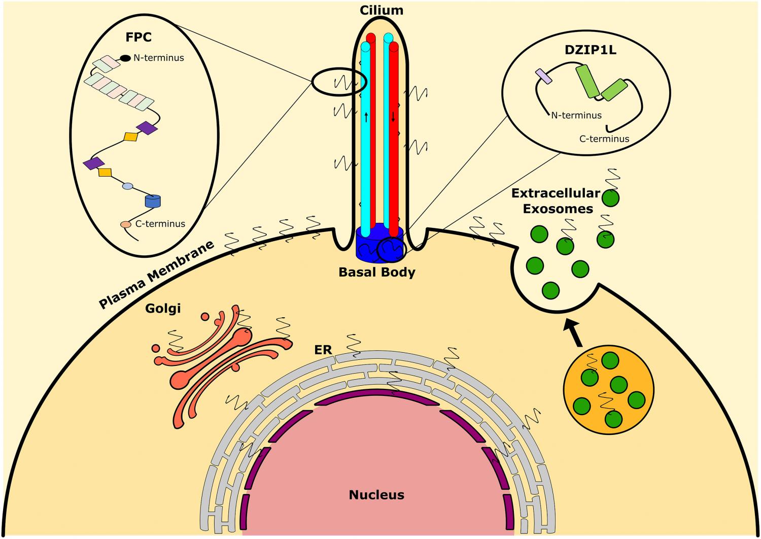 A schematic diagram of the protein structure of Fibrocystin (FPC) and DZIP1L, including an illustration of their most common expression localisation in the cell. A schematic diagram of the protein structure of Fibrocystin (FPC) and DZIP1L