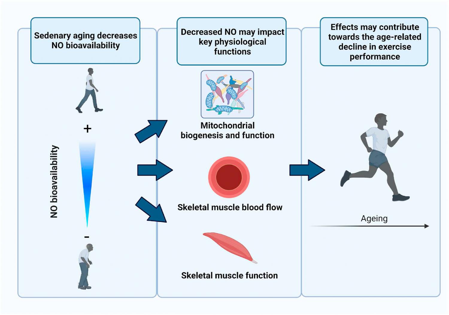 Effects of aging on nitric oxide bioavailability, physiological function, and exercise performance. Effects of aging on nitric oxide bioavailability, physiological function, and exercise performance.