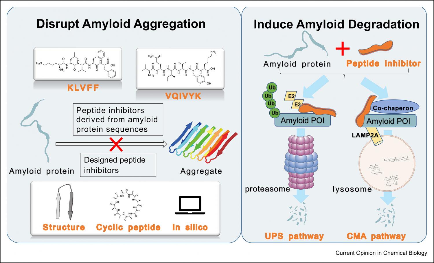 Peptides that disrupt amyloid aggregation and induce amyloid degradation.