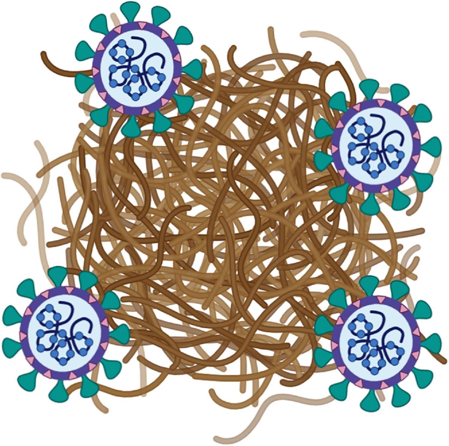 Both a protective and a damaging process, amyloid deposition traps SARS-CoV-2 for clearance, but may lead to further AD pathology.