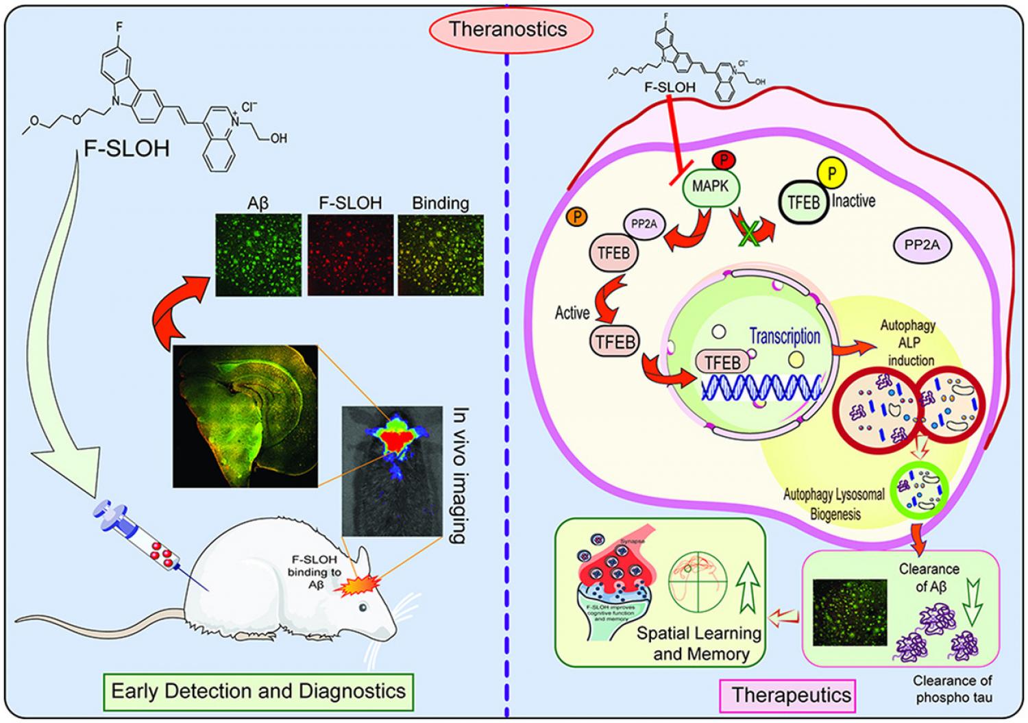 Graphical abstract Graphical abstract