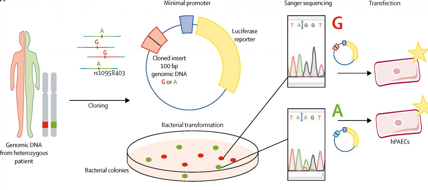 In-vitro analysis of SOX17 locus Illustration of process for haplotype-specific reporter construct derivation.
