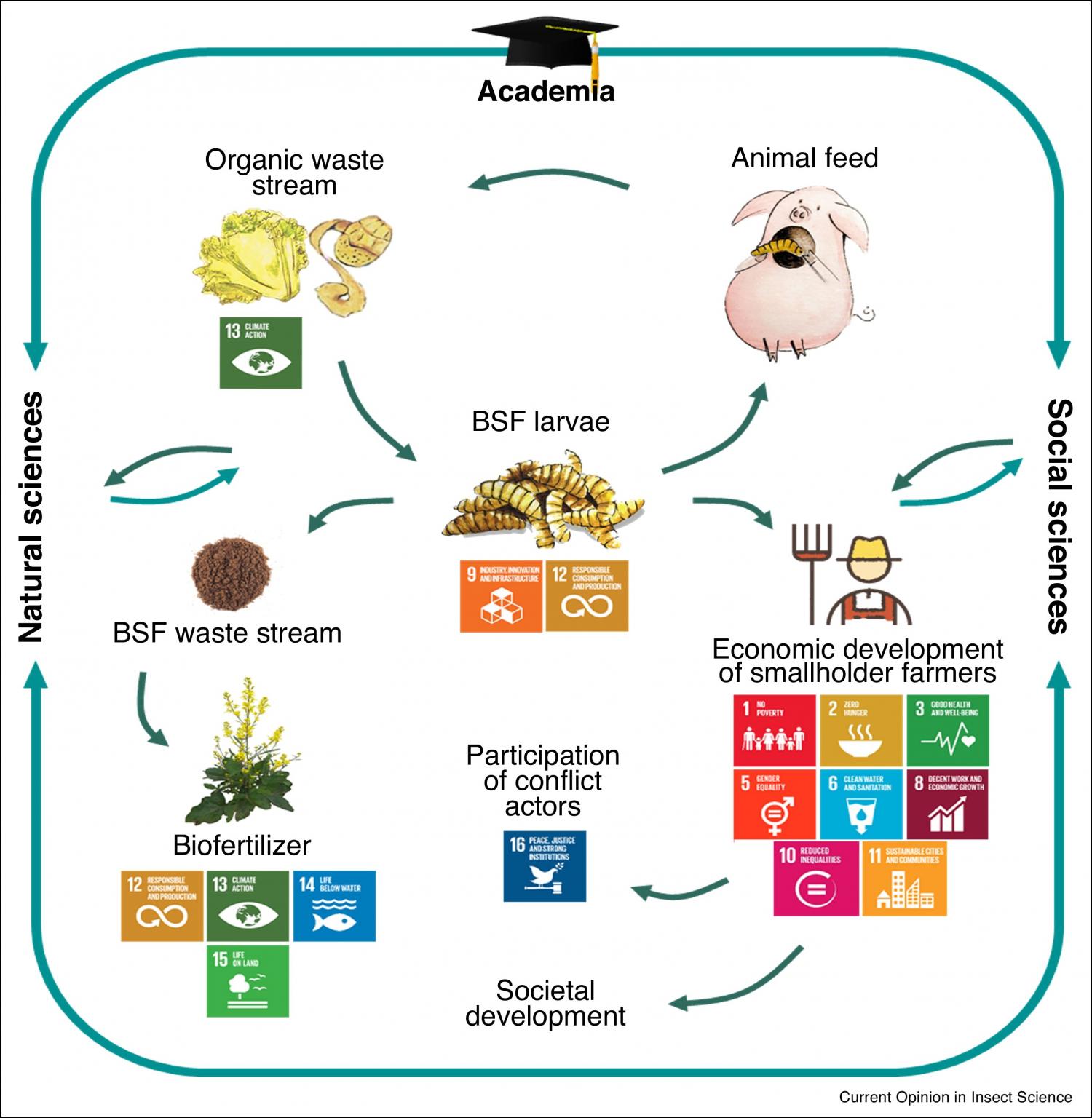 Developing a circular agriculture based on the production of black soldier flies (BSF) as feed and using the BSF waste stream as biofertilizer can support poverty alleviation, food security, economic integration, sustainable communities in rural areas