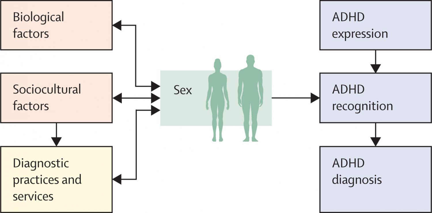 Overview of different factors that interact with sex to influence ADHD expression, recognition, and diagnosis