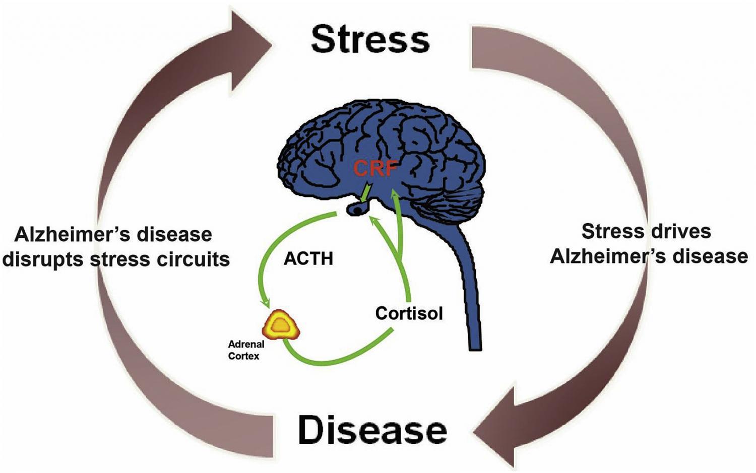 The Vicious Cycle of Stress.