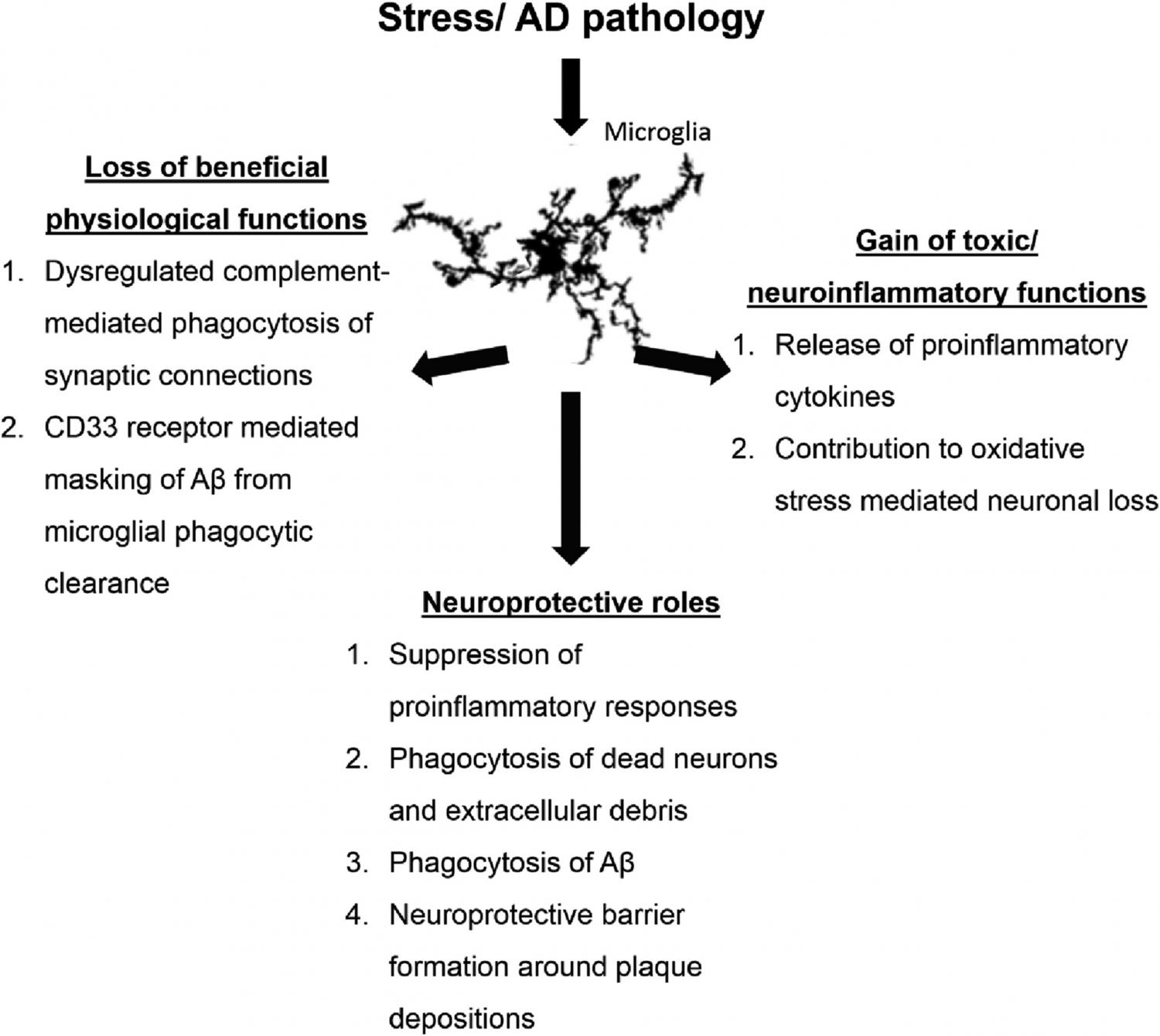 Overview of microglial functions in response to stress and AD pathology.